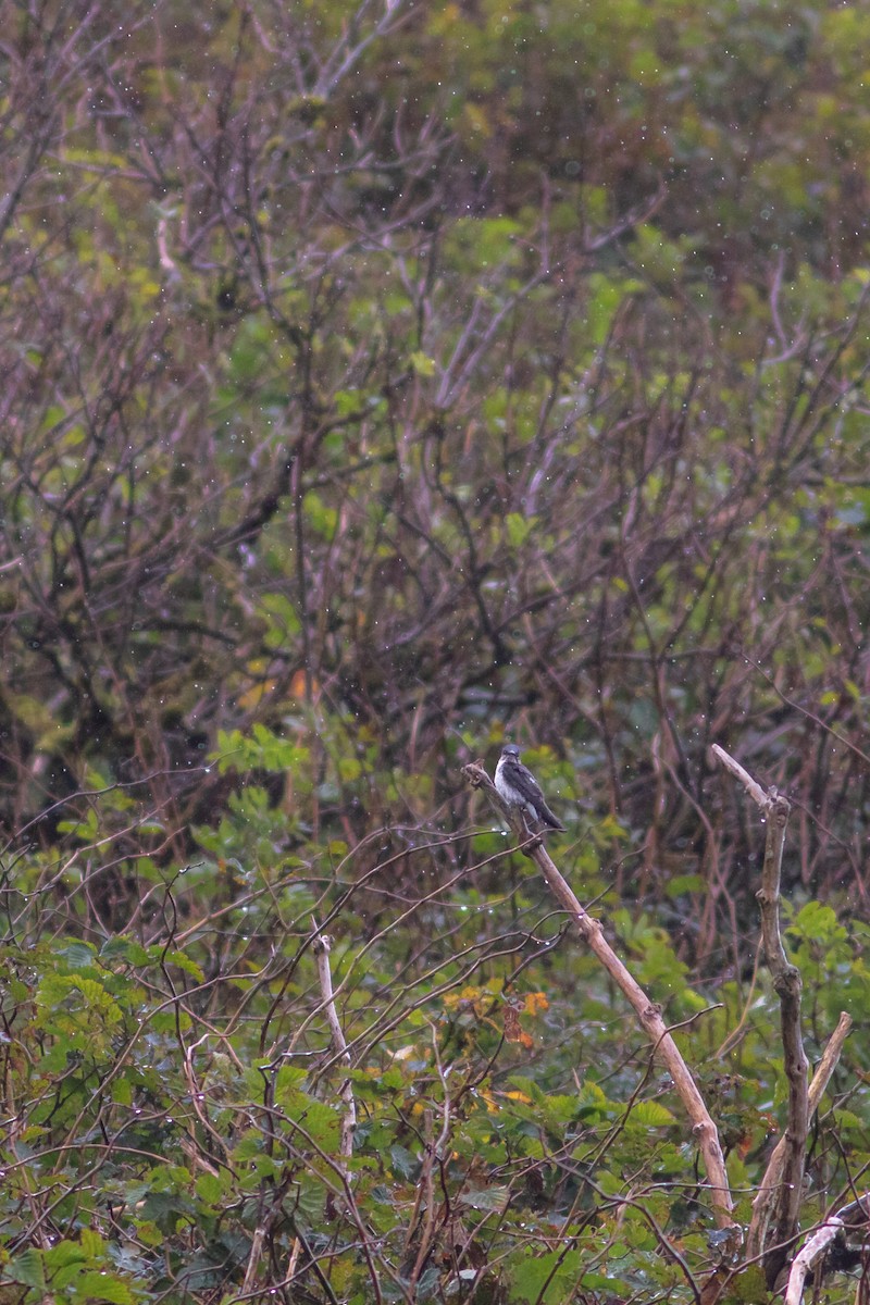 Purple Martin - ML280186841