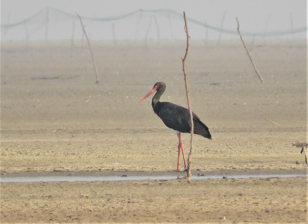 Black Stork - Hemanya Radadia