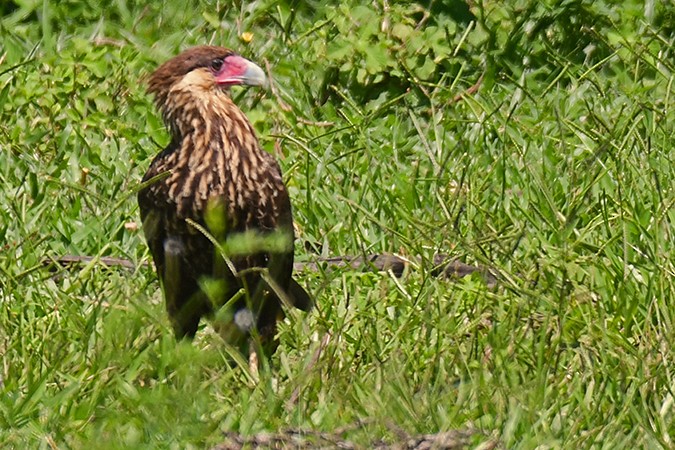 Crested Caracara (Southern) - ML280187171