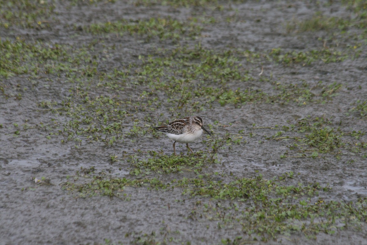 Broad-billed Sandpiper - ML280188801