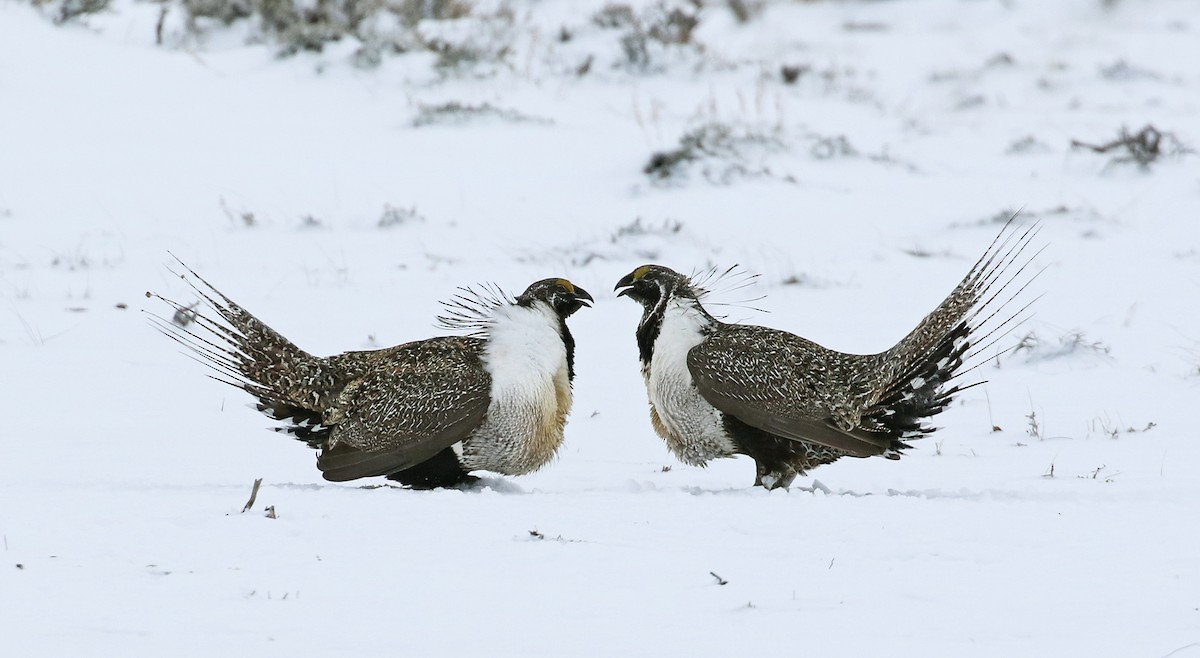 Greater Sage-Grouse - ML28018881