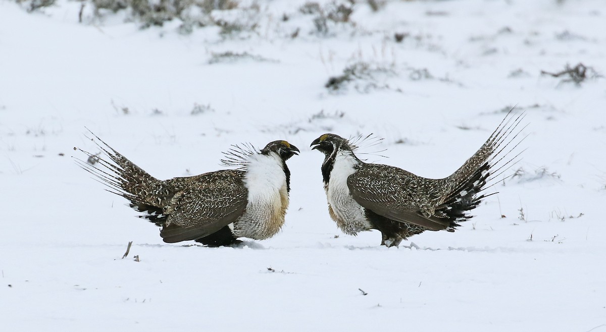 Greater Sage-Grouse - Andrew Spencer