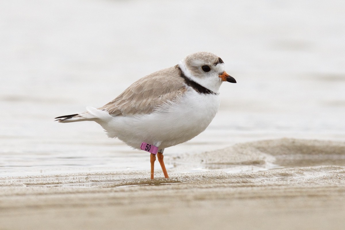 Piping Plover - ML28018961