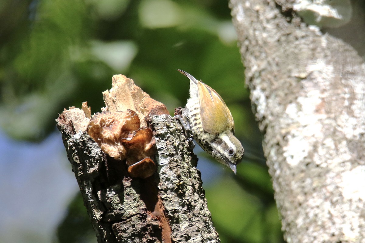 Speckled Piculet - ML280189991