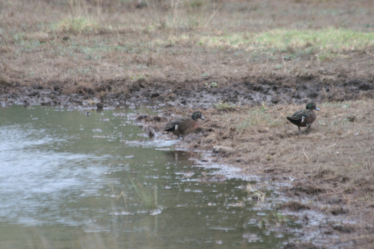 Brown Teal - ML280190001