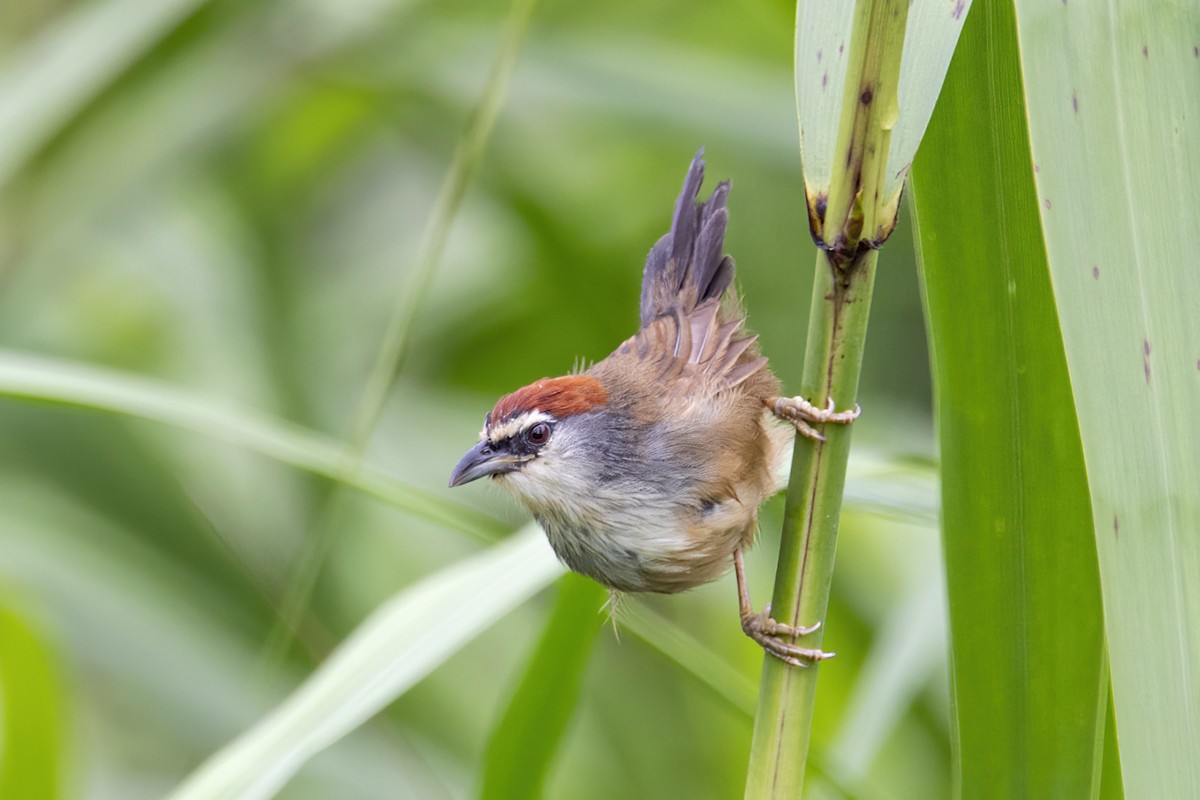 Chestnut-capped Babbler - ML280190771