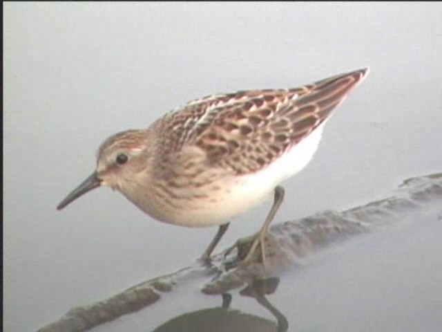 Least Sandpiper - ML280192141