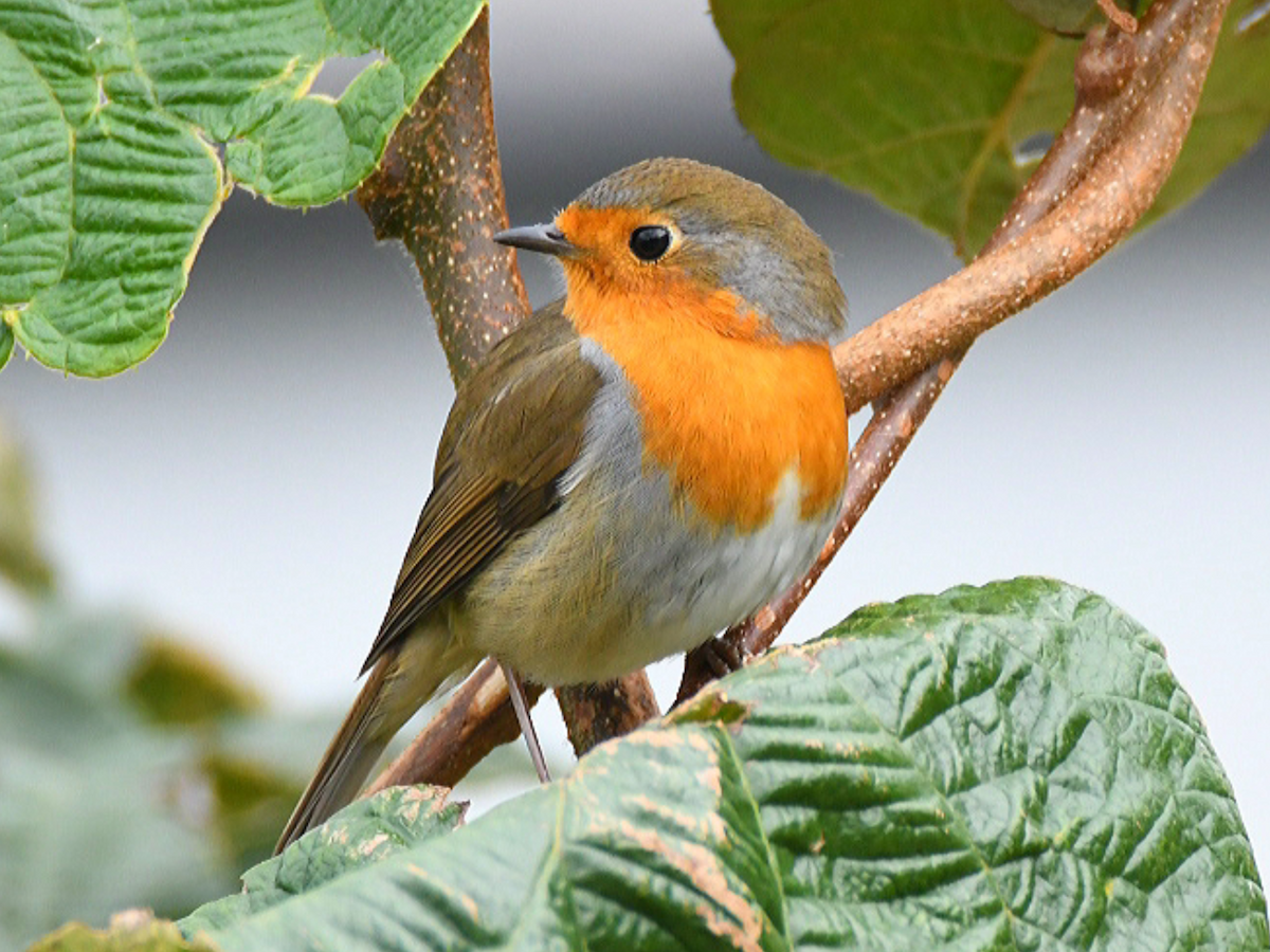 European Robin - ML280192391