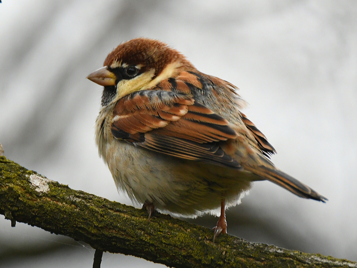 Italian Sparrow - Claudio Danesi