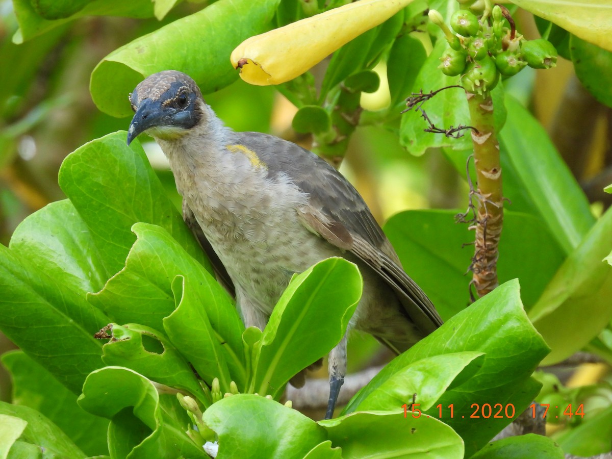 Little Friarbird - ML280193291