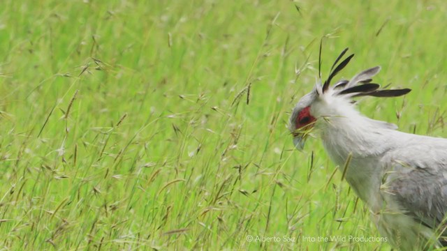 Secretarybird - ML280193421