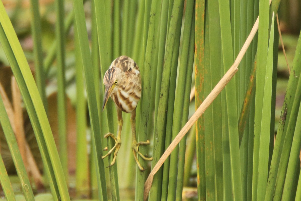 Yellow Bittern - ML280193491