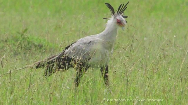 Secretarybird - ML280193541