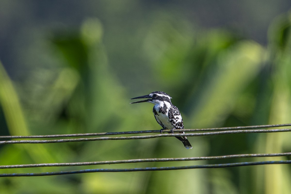 Pied Kingfisher - ML280194211