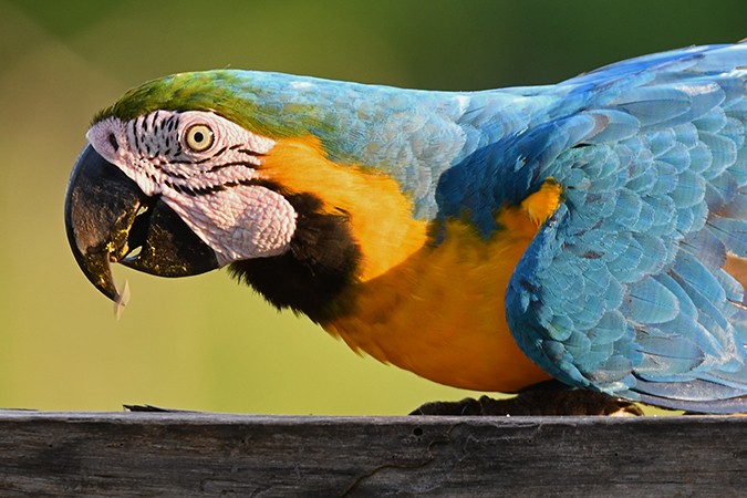 Blue-and-yellow Macaw - Guido Bennen