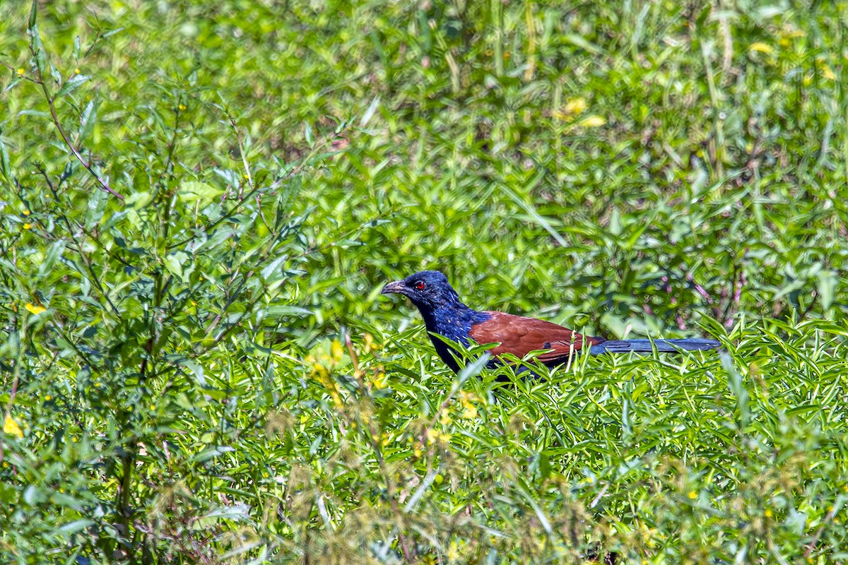 Greater Coucal - ML280195531