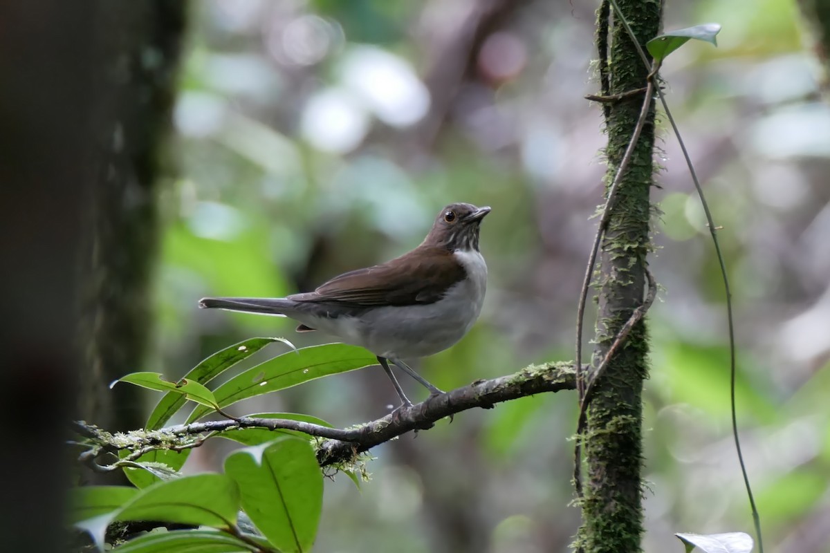 White-necked Thrush - ML280196061