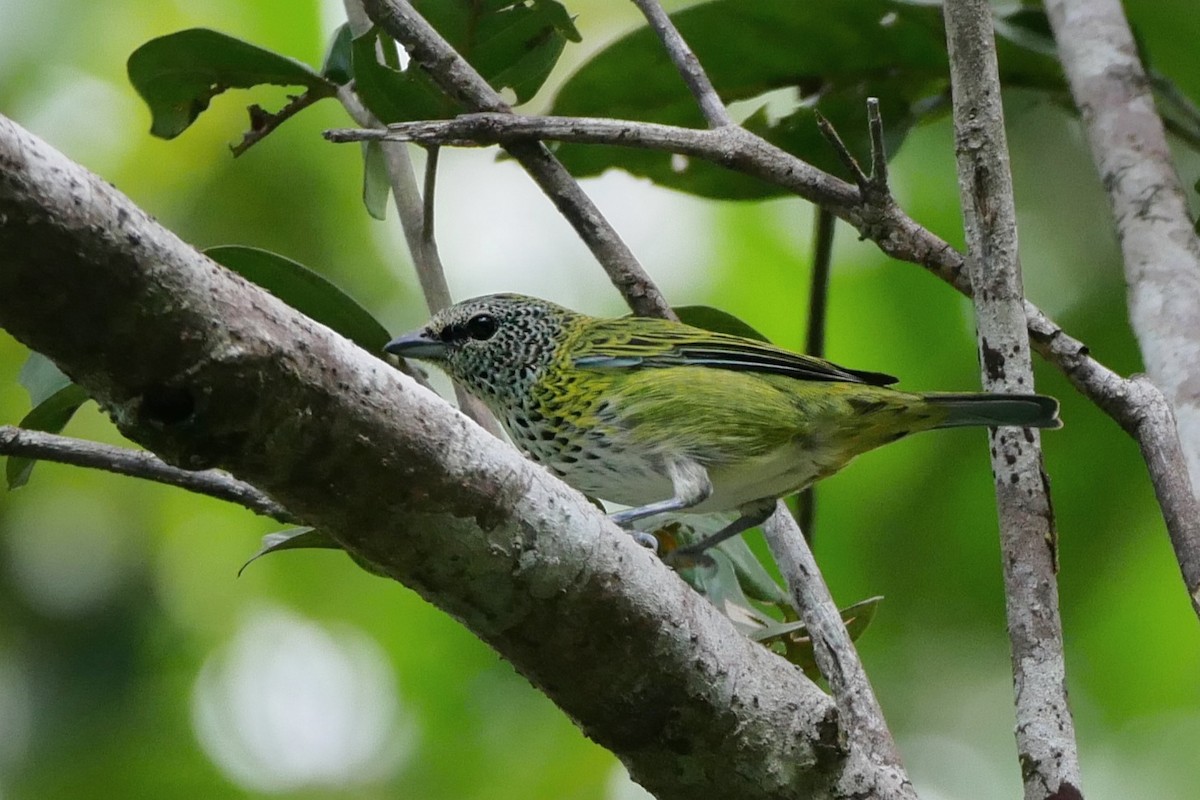 Tangara Puntosa - ML280198021