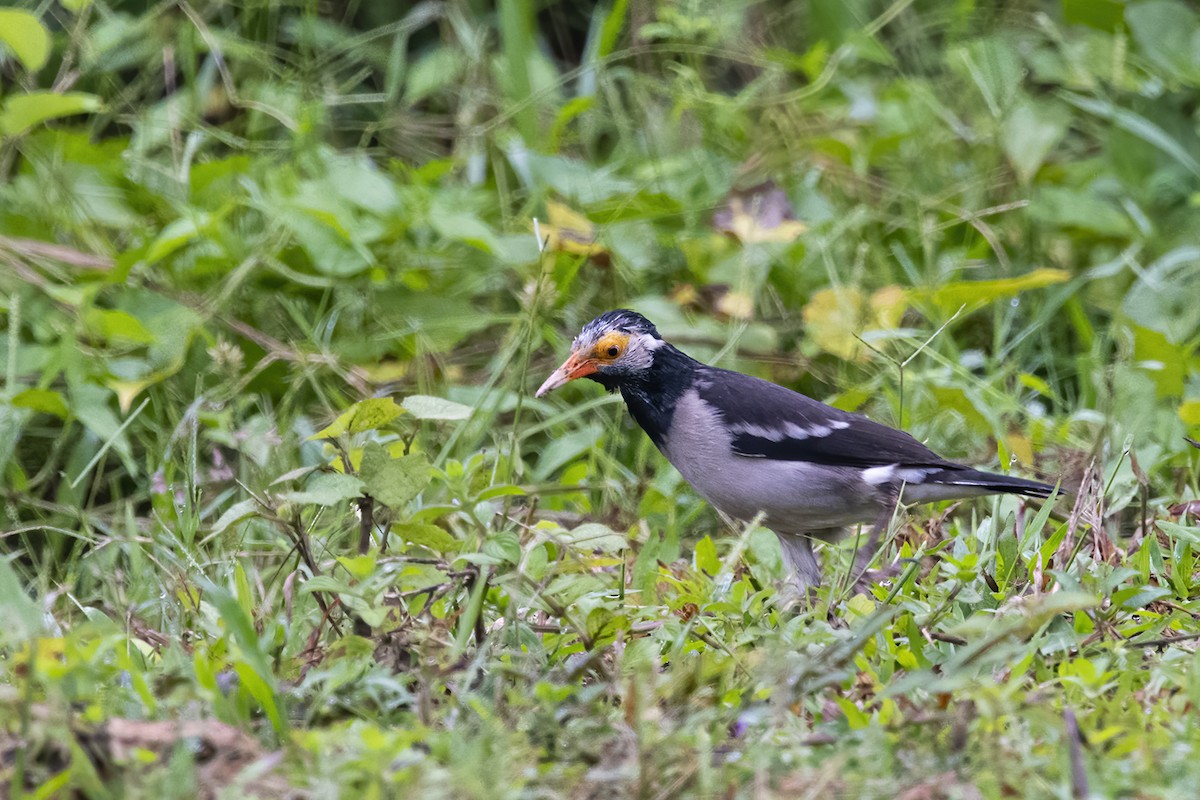 Indian Pied Starling - ML280198331