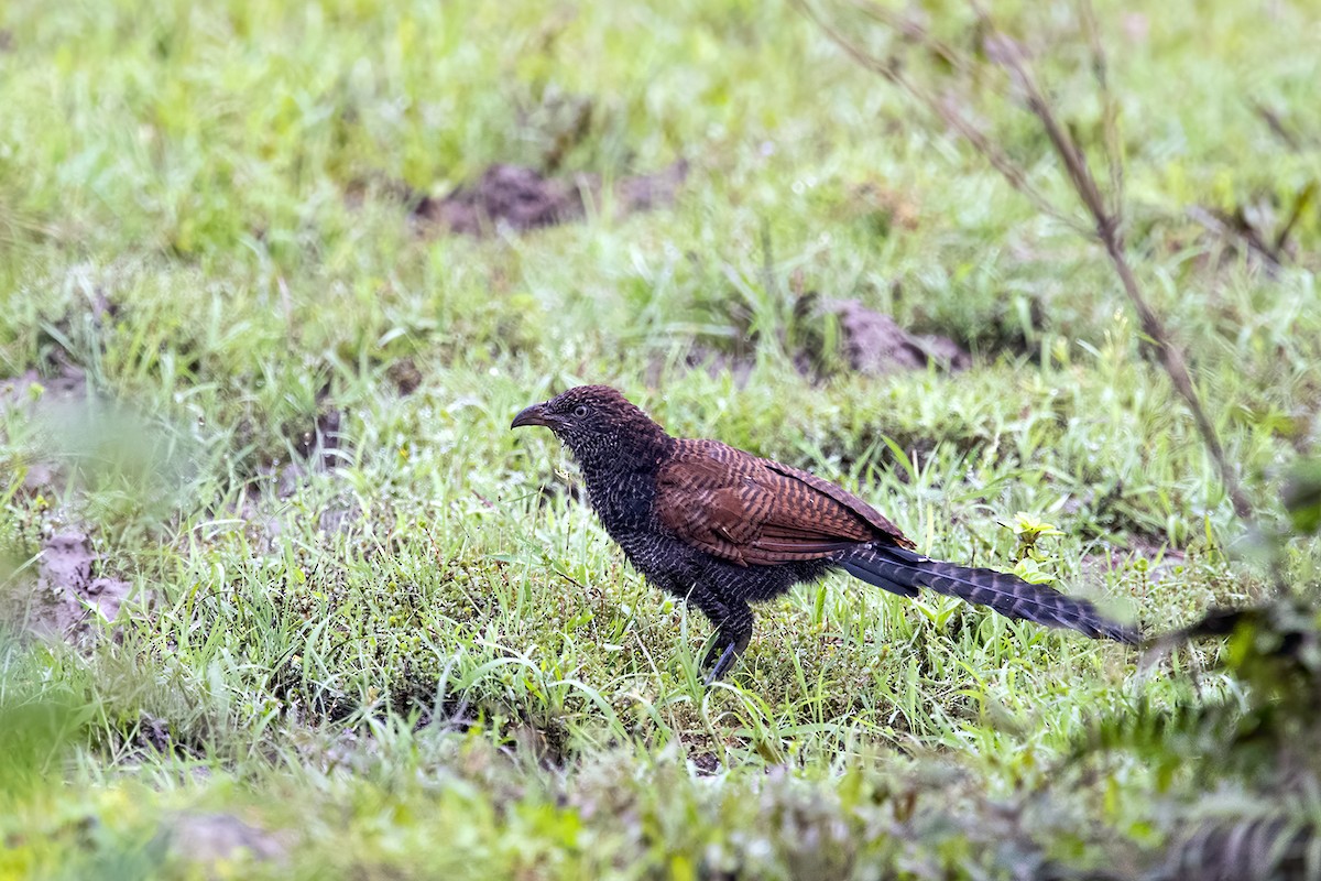Greater Coucal - ML280198381