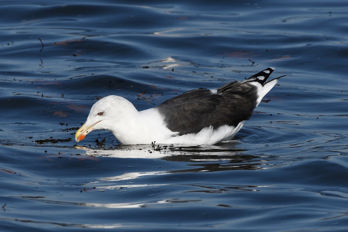 Great Black-backed Gull - Brett Hillman