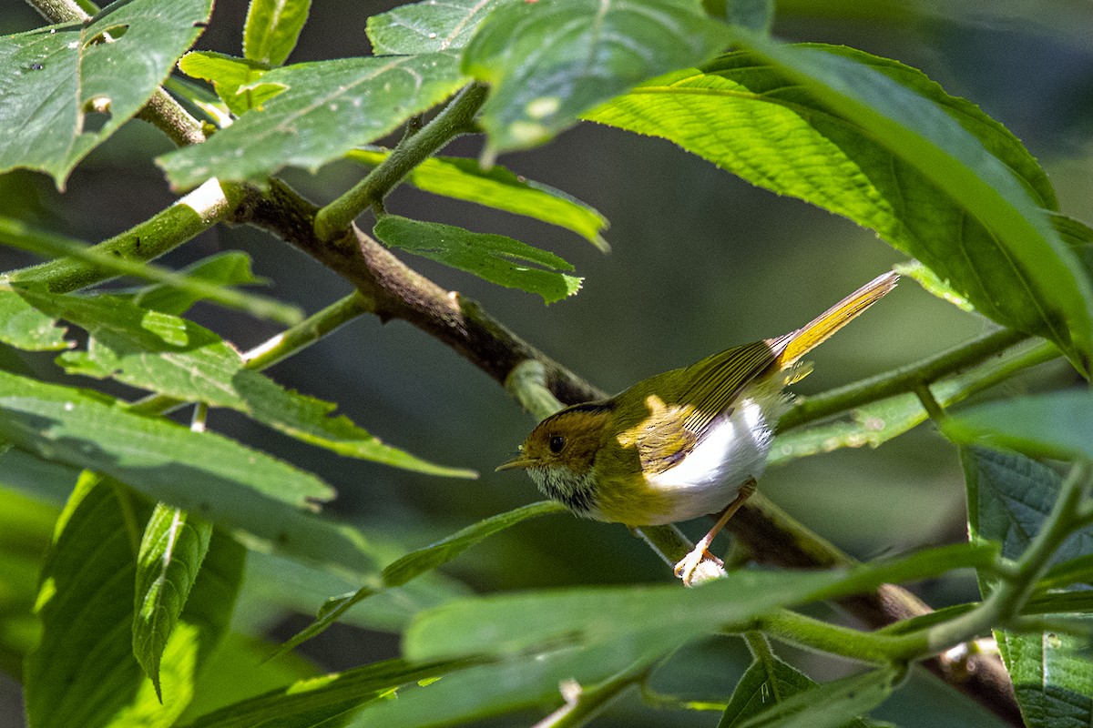 Rufous-faced Warbler - ML280199741