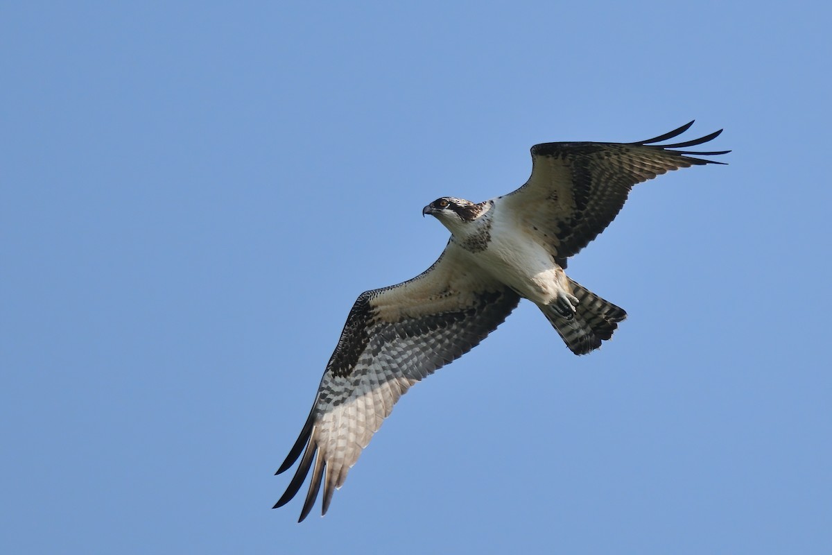 Águila Pescadora - ML280199921