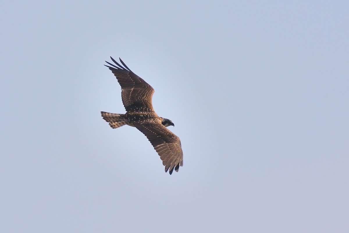 Águila Pescadora - ML280199961