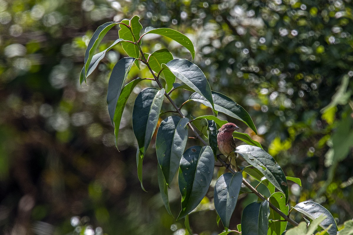 Common Rosefinch - ML280200521