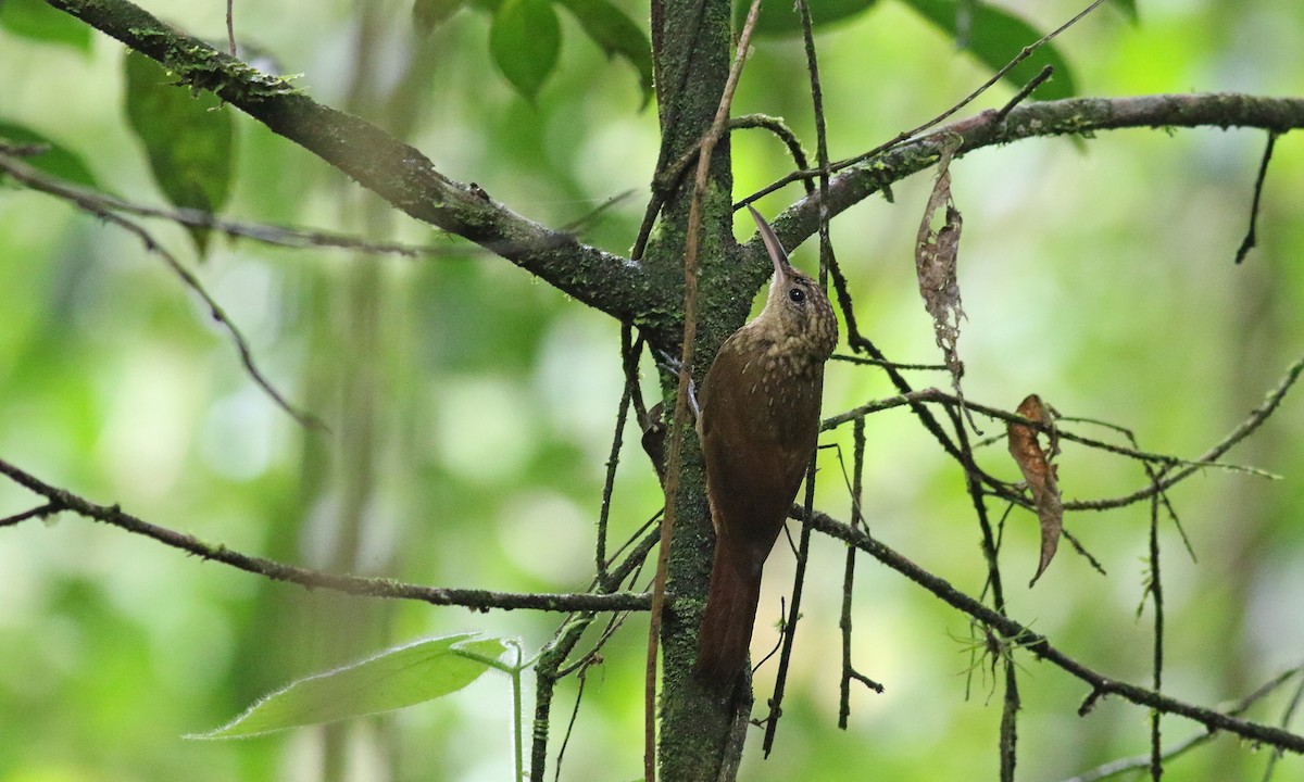 Ceara Woodcreeper - Brendan Ryan