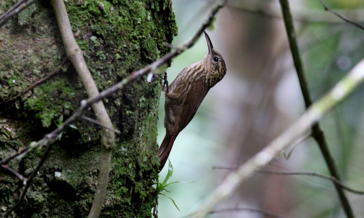 Ceara Woodcreeper - Brendan Ryan