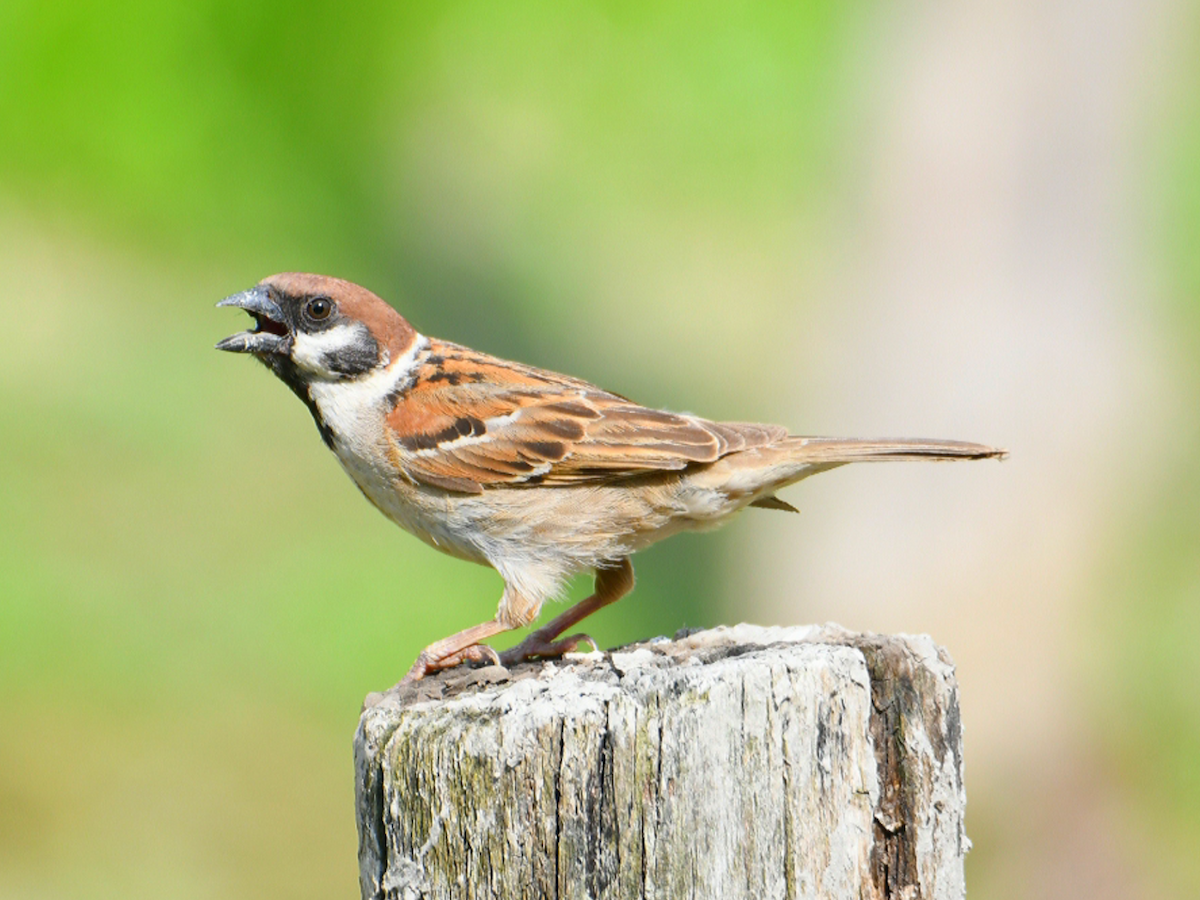 Eurasian Tree Sparrow - Claudio Danesi