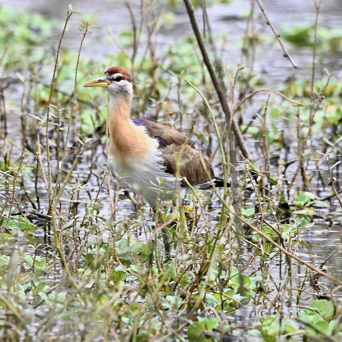 Bronze-winged Jacana - Anil Nair