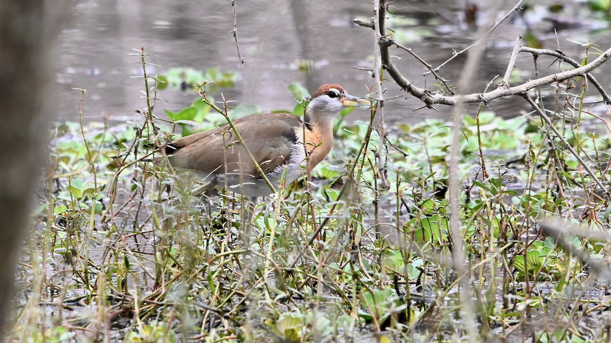 Bronze-winged Jacana - Anil Nair