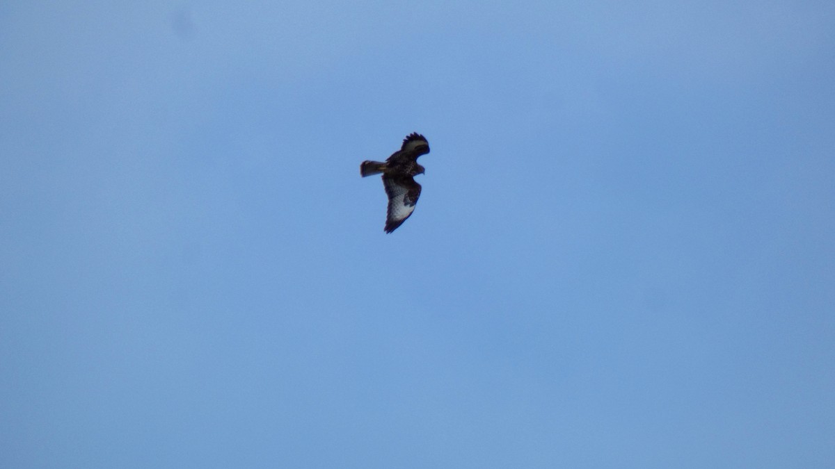 Common Buzzard - ML280202681