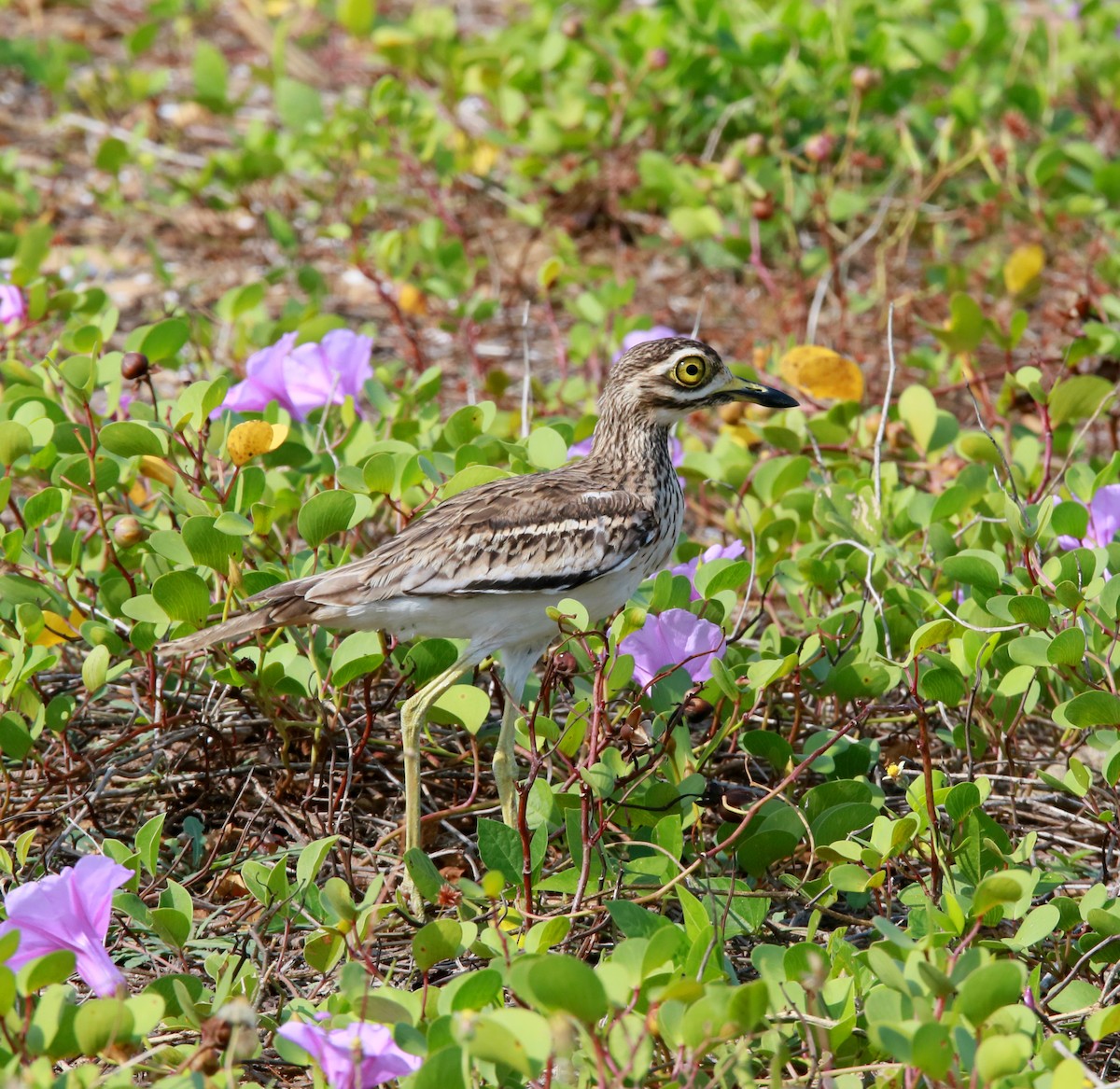 Indian Thick-knee - ML280204191