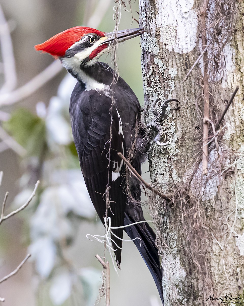 Pileated Woodpecker - Manny Obordo