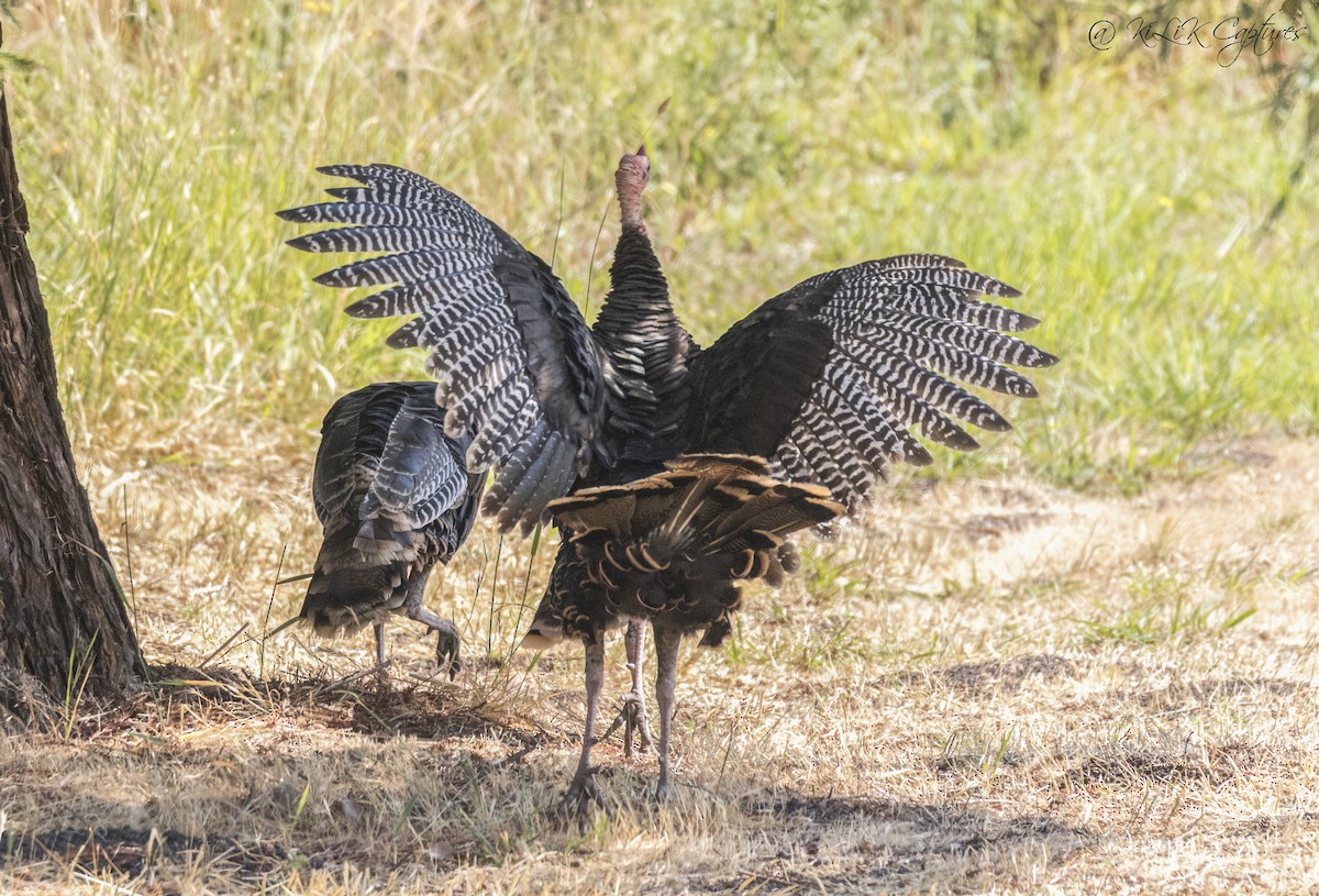 Wild Turkey - Kishore Bakshi