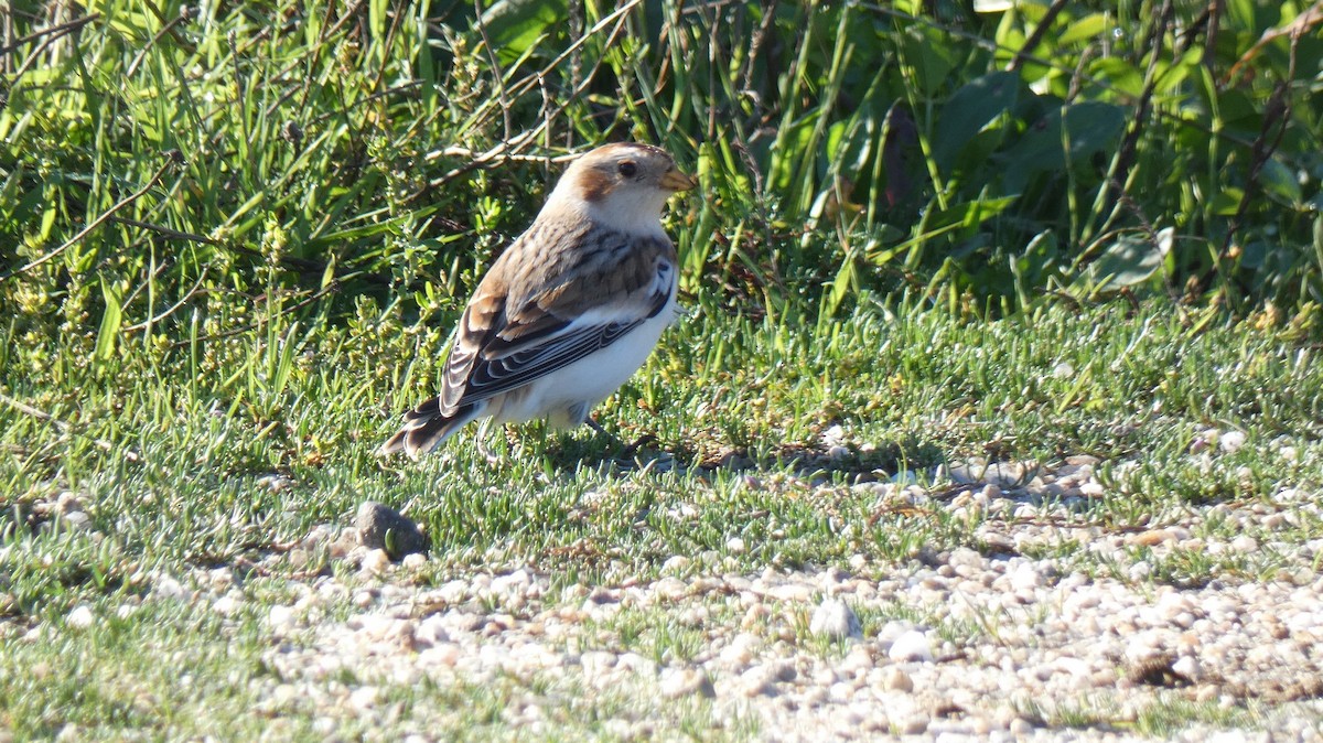 Snow Bunting - ML280206361