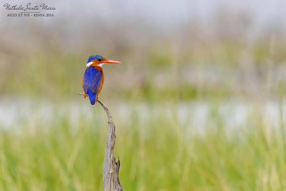 Malachite Kingfisher - Nathalie SANTA MARIA