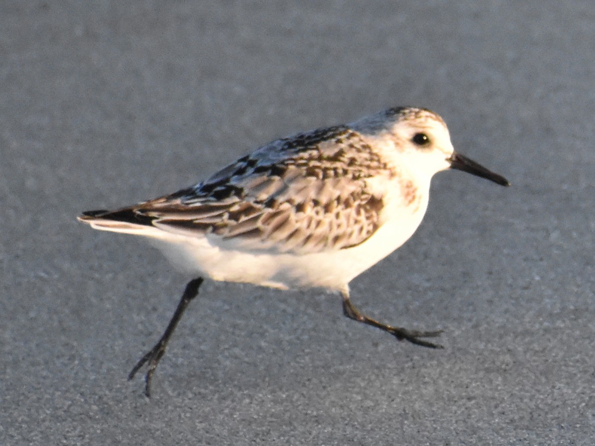 Bécasseau sanderling - ML280211751