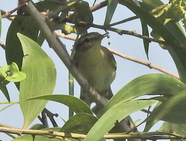 Phylloscopus sp. - ML280211781