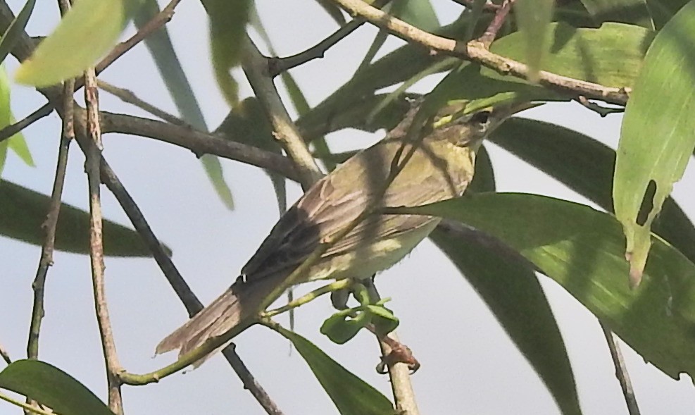 Mosquitero sp. - ML280211791