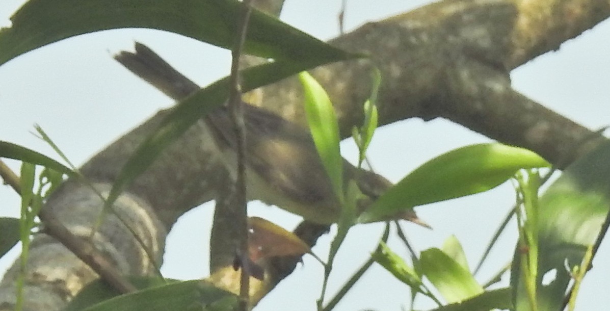 tanımsız Phylloscopus sp. - ML280211801