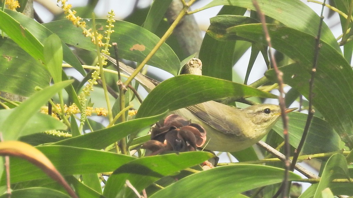 Phylloscopus sp. - ML280211821