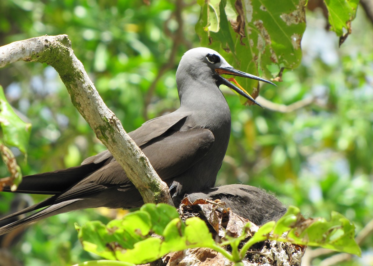 Lesser Noddy - Mark Smiles