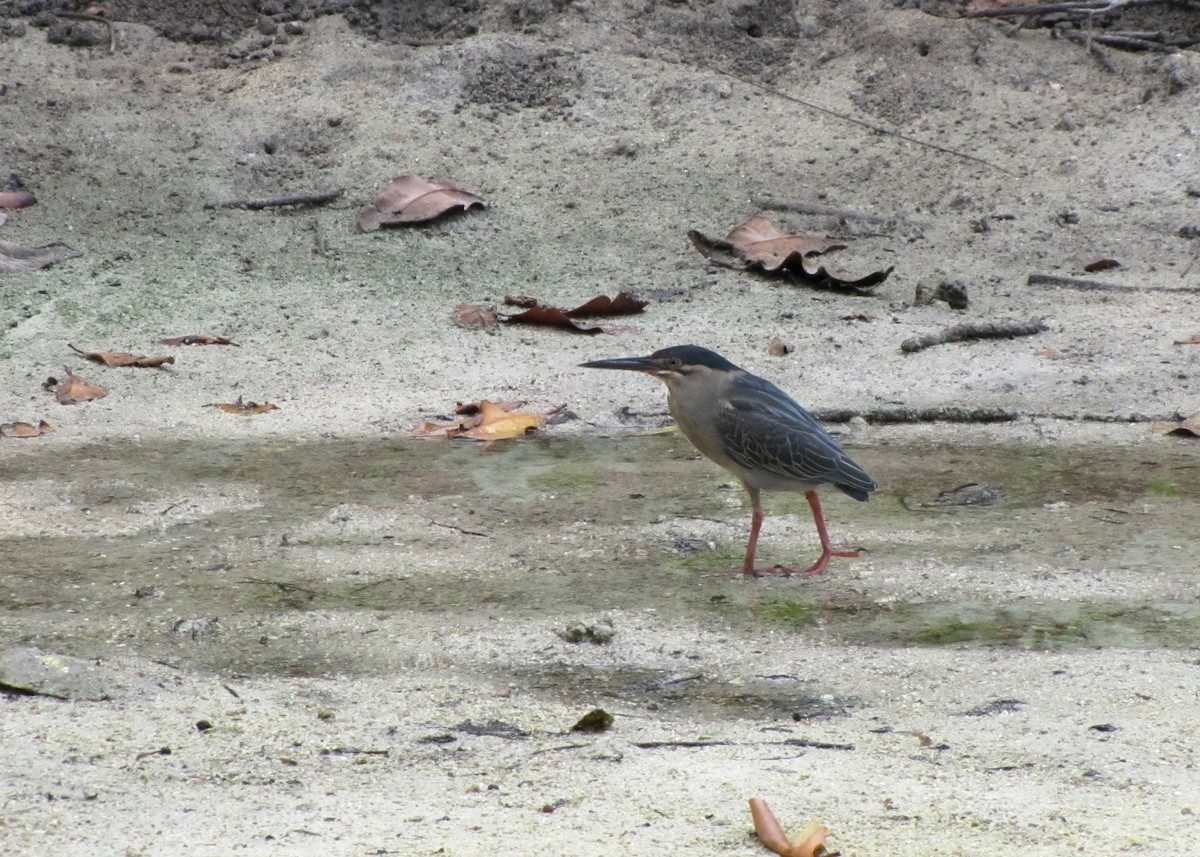 Striated Heron - ML280213441