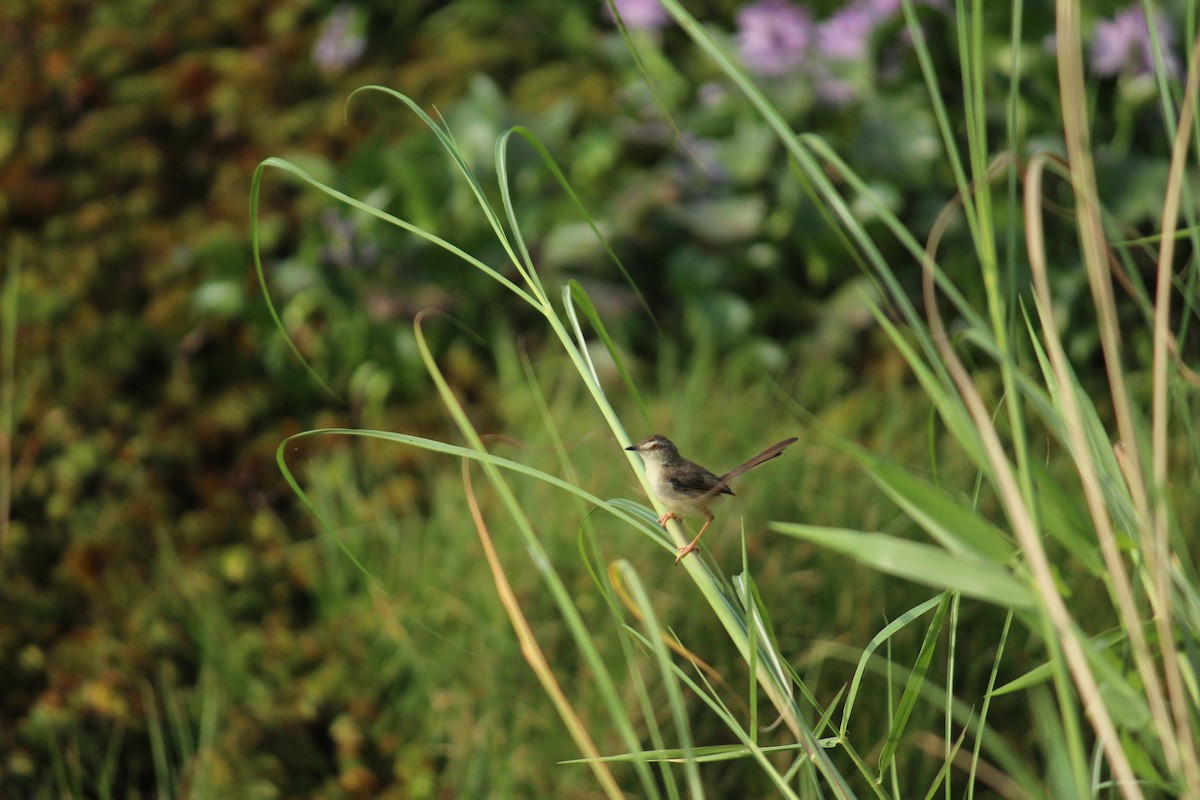 Plain Prinia - ML280213931