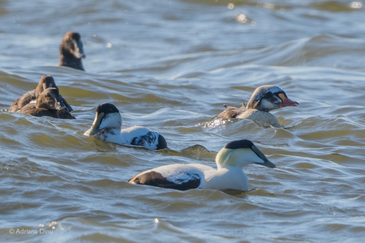 King Eider - ML280213991