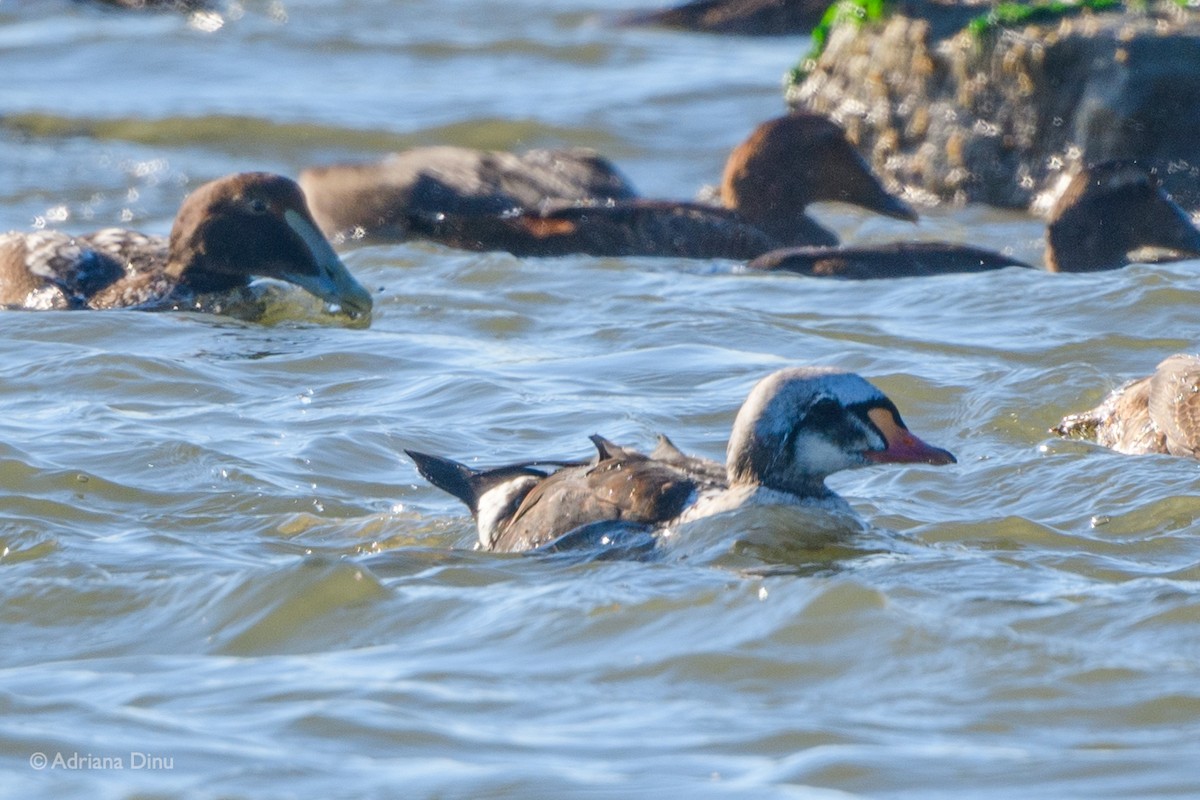 King Eider - ML280214011